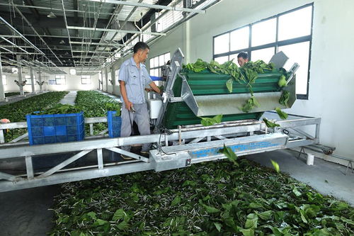 家門口就業增收 陜西安康產業發展一線見聞之代駕服務